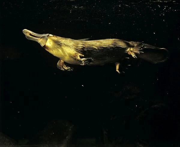Platypus - Underwater, Eastern Australia, eastern Australia JPF00259