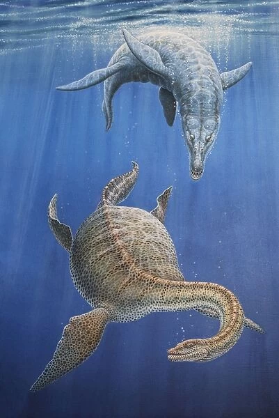 Pliosaur hunting a Plesiosaur