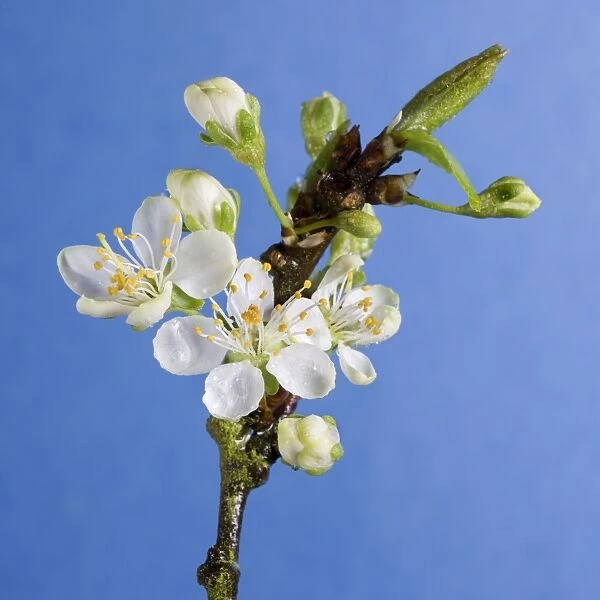 Plum Tree - blossom