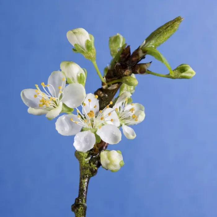 Framed Print : Plum Tree - blossom Framed Print : Plum Tree - blossom