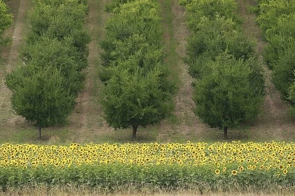 Plum Trees - with Sunflowers in foreground - Lot and Garonne - France