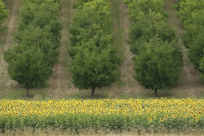 Framed Print : Plum Trees - with Sunflowers in foreground - Lot and Garonne - France Framed Print : Plum Trees - with Sunflowers in foreground - Lot and Garonne - France
