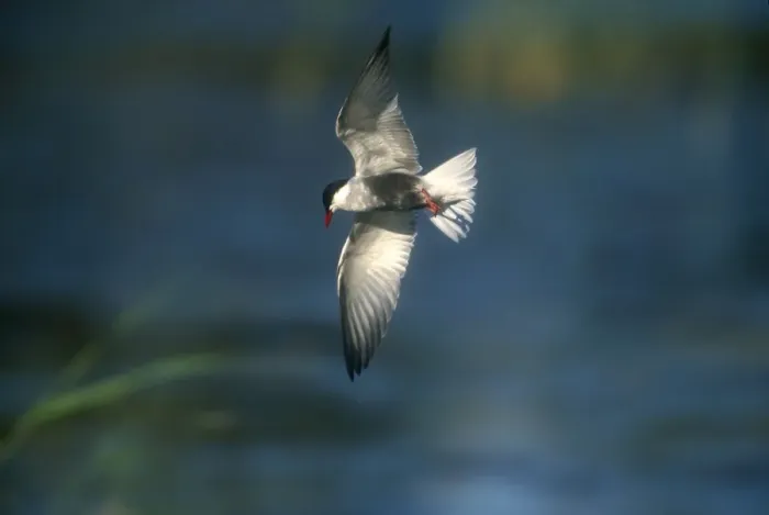 Framed Print : plumaged Whiskered Tern - adult in flight Turkey, May Framed Print : plumaged Whiskered Tern - adult in flight Turkey, May