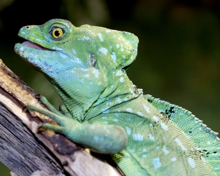 Framed Print : Plumed Basilisk, wet forests Latin America Framed Print : Plumed Basilisk, wet forests Latin America