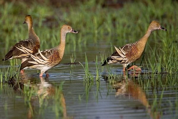 Plumed Whistling-Ducks At a flooded grassland by the Gibb River Road, Kimberley, Western Australia