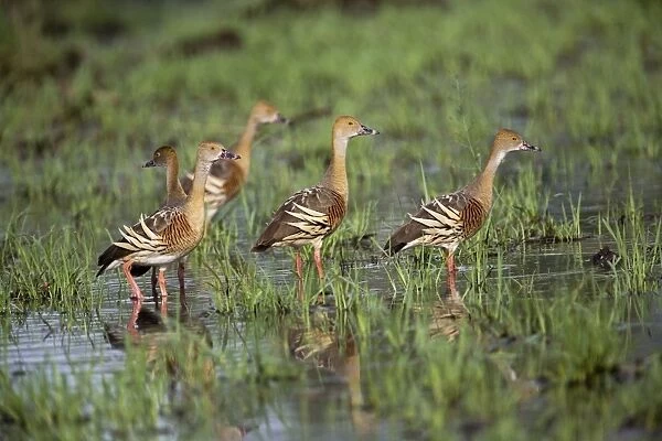 Plumed Whistling-Ducks At a flooded grassland by the Gibb River Road, Kimberley, Western Australia