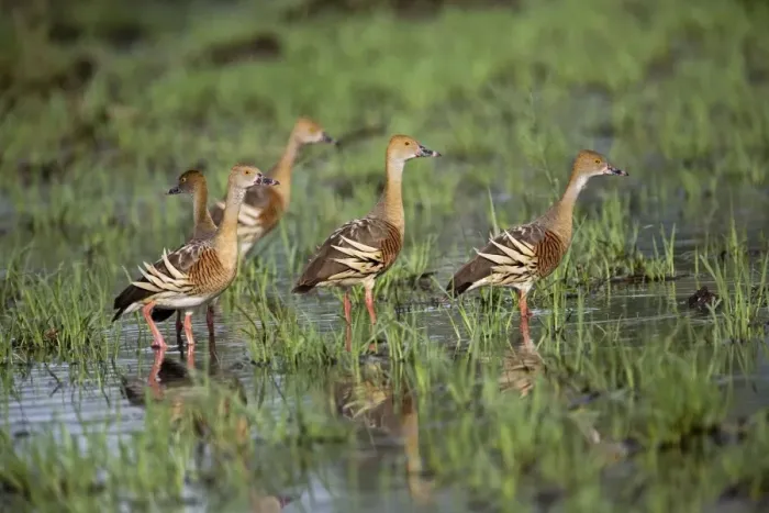Framed Print : Plumed Whistling-Ducks At a flooded grassland by the Gibb River Road, Kimberley, Western Australia Framed Print : Plumed Whistling-Ducks At a flooded grassland by the Gibb River Road, Kimberley, Western Australia