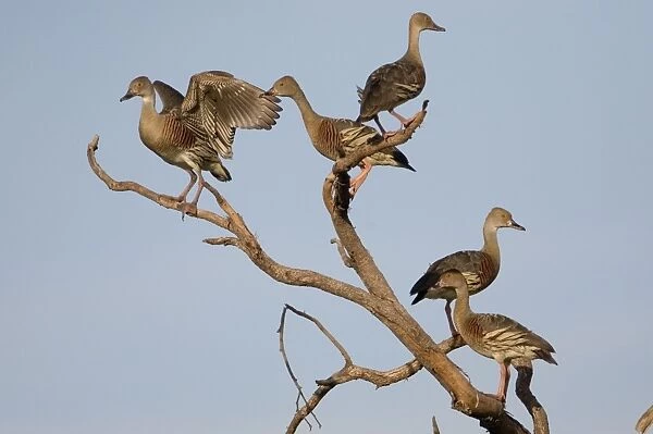 Plumed Whistling-Ducks perched Common in swamps, flooded grasslands, lakes and billabongs across northern Australia and scattered across the eastern half of Australia
