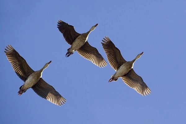Plumed Whistling  /  Grass Whistle Ducks - in flight - near Ti Tree, Northern Territory, Australia