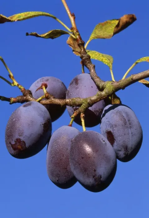 Framed Print : Plums - ripe Framed Print : Plums - ripe