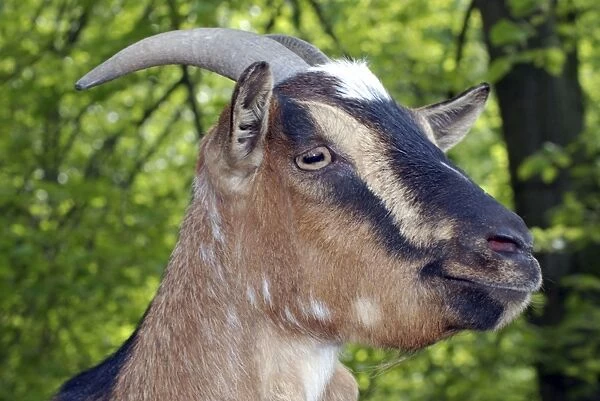 Goat. PM-10134. Goat. Capra hircus. Pat Morris