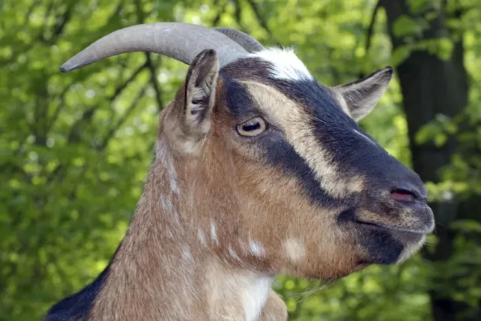 Framed Print : Goat. PM-10134. Goat. Capra hircus. Pat Morris Framed Print : Goat. PM-10134. Goat. Capra hircus. Pat Morris