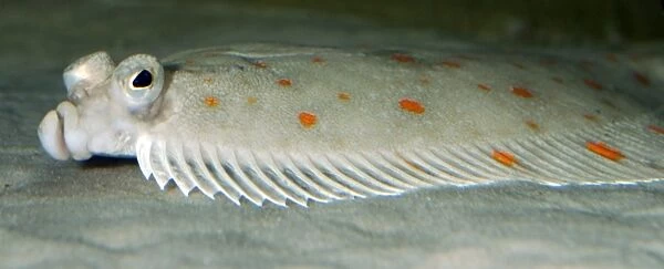 PM-10157 Plaice - lives on seabed, lying on its left side