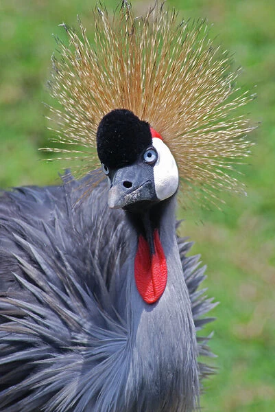 PM-10397 Crowned Crane - East Africa