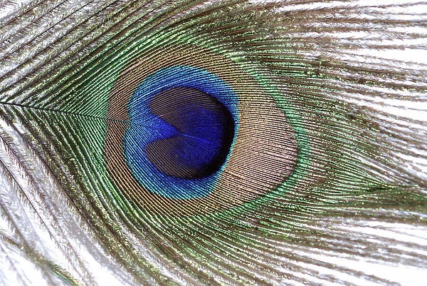 PM-10516 Peacock - feather from tail train
