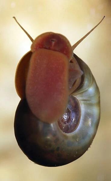 PM-10690. Ramshorn Pond Snail - crawling up the glass of an aquarium licking up algae