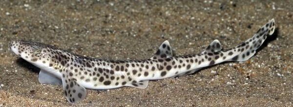 PM-10781. Lesser Spotted Dogfish. coastal waters Britain and Mediterranean