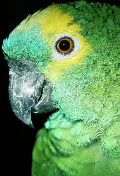 PM-5554. Blue Fronted Amazon Parrot. South America