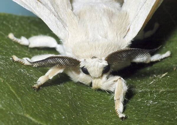 PM-9941. Adult male Silkmoth showing functionless wings and highly sensitive antennae