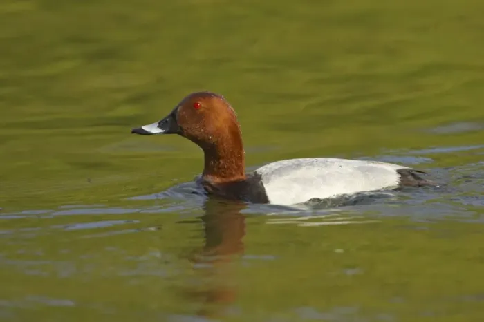 Framed Print : Pochard Aythya ferina Hertfordshire, UK BI009668