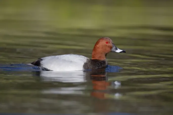 Framed Print : Pochard - drake - UK Framed Print : Pochard - drake - UK