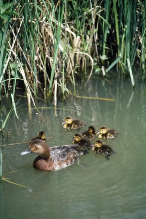 Framed Print : Pochard Duck - with ducklings Framed Print : Pochard Duck - with ducklings