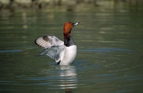 Pochard Duck - flapping wings - Sussex UK