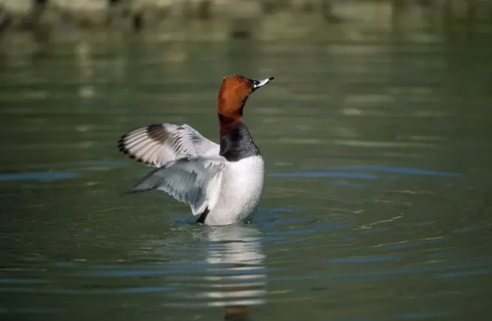 Framed Print : Pochard Duck - flapping wings - Sussex UK Framed Print : Pochard Duck - flapping wings - Sussex UK