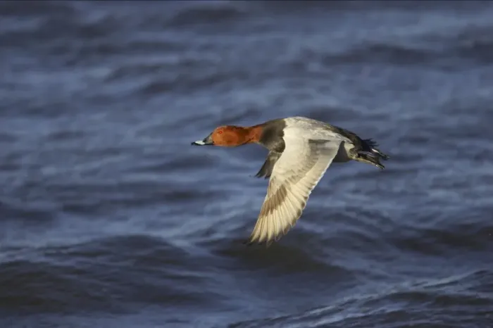 Framed Print : Pochard in flight Ouse Washes, Norfolk, UK BI002339 Framed Print : Pochard in flight Ouse Washes, Norfolk, UK BI002339