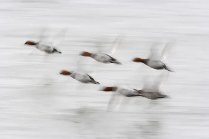 Framed Print : Pochard - In flight, Slow Pan Aythya ferina Welney WWT Reserve Ouse Washes Norfolk, UK BI015429 Framed Print : Pochard - In flight, Slow Pan Aythya ferina Welney WWT Reserve Ouse Washes Norfolk, UK BI015429
