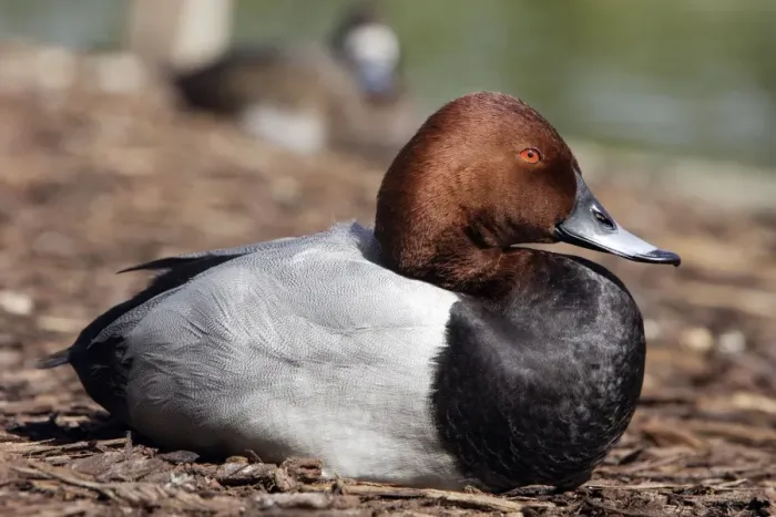 Framed Print : Pochard. Male Framed Print : Pochard. Male