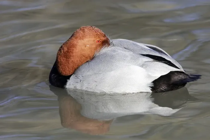 Framed Print : Pochard - male. Saintes Maries de la Mer - Camargue - France Framed Print : Pochard - male. Saintes Maries de la Mer - Camargue - France
