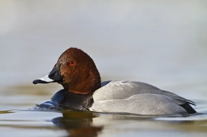 Framed Print : Pochard - male swimming - Hertfordshire UK 9175 Framed Print : Pochard - male swimming - Hertfordshire UK 9175