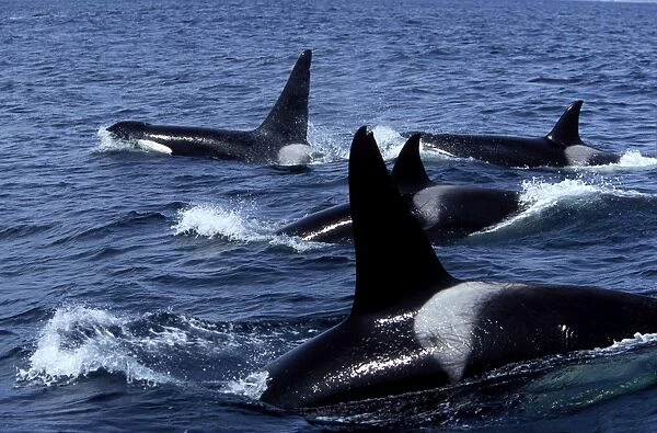 Pod of Transient Killer Whales 2 males and 2 females on this photograph Monterey Bay, California, USA