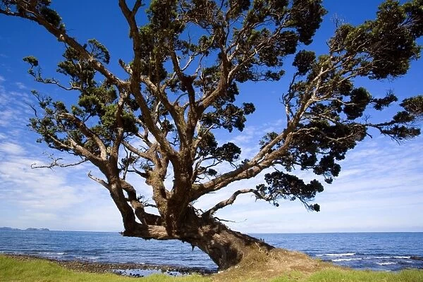 Pohutukawa gnarled and windswept individual of a Pohutukawa, a tree which is very common at the Coromandel coast. Coromandel Peninsula, North Island, New Zealand