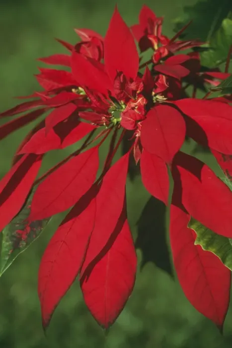 Framed Print : Poinsettia Framed Print : Poinsettia