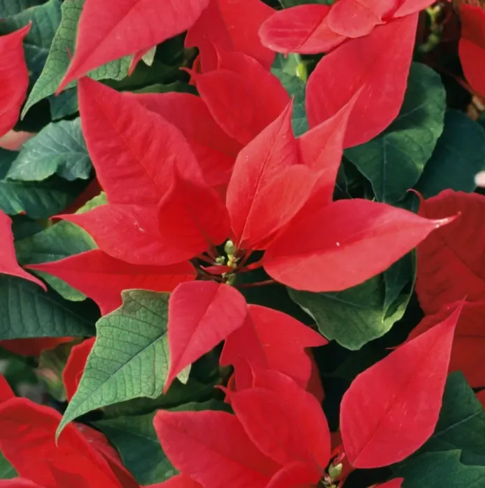 Framed Print : Poinsettia / Christmas Flower Framed Print : Poinsettia / Christmas Flower
