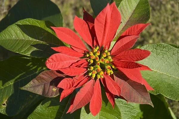 Poinsettia 'flower' showing flower head supported by large scarlet bracts. Native of Mexico. Widely planted as ornamental in gardens and towns. Bracts resemble petals. Deciduous. Grahamstown, Eastern Cape, South Africa
