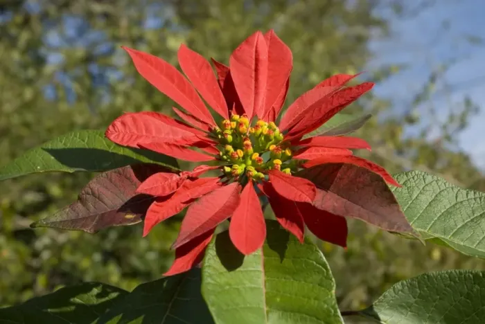 Framed Print : Poinsettia flower showing flower head supported by large scarlet bracts. Native of Mexico. Widely planted as ornamental in gardens and towns. Bracts resemble petals. Deciduous. Grahamstown, Eastern Cape, South Africa Framed Print : Poinsettia flower showing flower head supported by large scarlet bracts. Native of Mexico. Widely planted as ornamental in gardens and towns. Bracts resemble petals. Deciduous. Grahamstown, Eastern Cape, South Africa