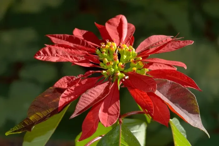 Framed Print : Poinsettia flower showing flower head supported by large scarlet bracts. Native of Mexico. Widely planted as ornamental in gardens and towns. Bracts resemble petals. Deciduous. Grahamstown, Eastern Cape, South Africa Framed Print : Poinsettia flower showing flower head supported by large scarlet bracts. Native of Mexico. Widely planted as ornamental in gardens and towns. Bracts resemble petals. Deciduous. Grahamstown, Eastern Cape, South Africa