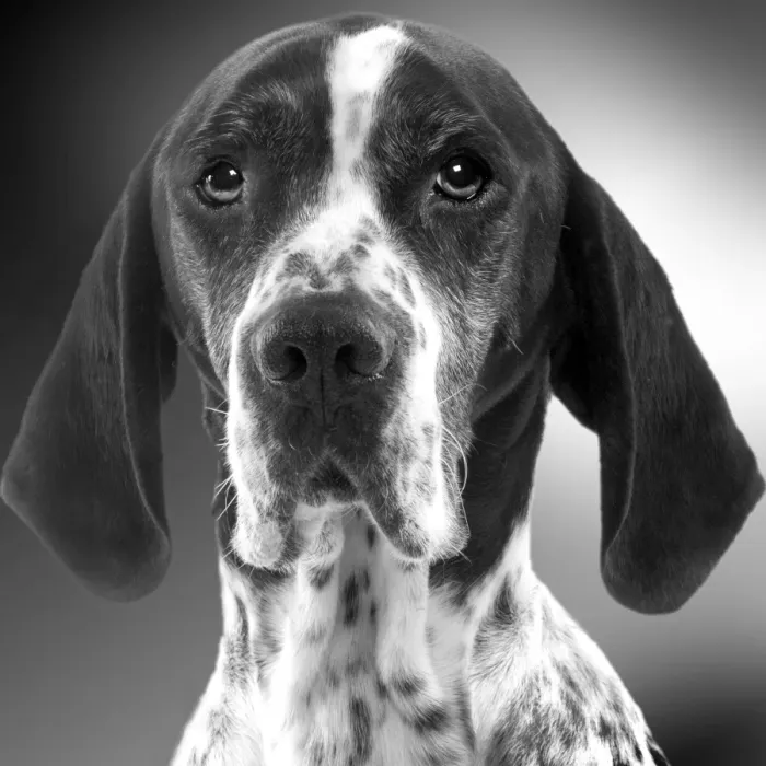Framed Print : Pointer Dog - close-up of face. Black and White Framed Print : Pointer Dog - close-up of face. Black and White