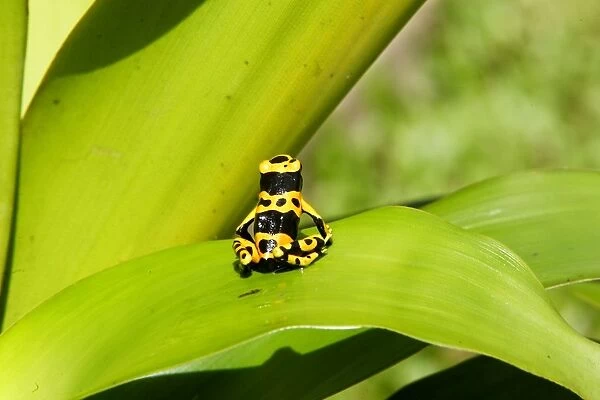 Poison Arrow Frog - on Bromeliad. Bolivar States - Venezuela