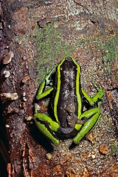 Poison-arrow Frog - carrying tadpoles on back - Caravari - Rio Jurua Brazil
