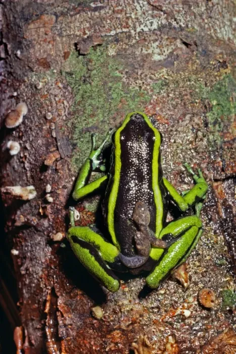 Framed Print : Poison-arrow Frog - carrying tadpoles on back - Caravari - Rio Jurua Brazil Framed Print : Poison-arrow Frog - carrying tadpoles on back - Caravari - Rio Jurua Brazil
