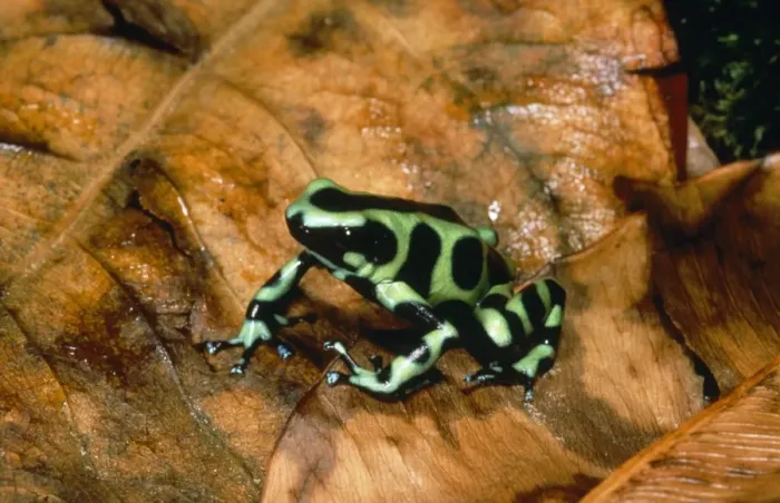 Framed Print : Poison Arrow Frog Panama Framed Print : Poison Arrow Frog Panama