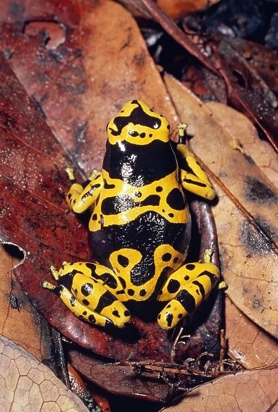 Poison-arrow Frog - Venezuela