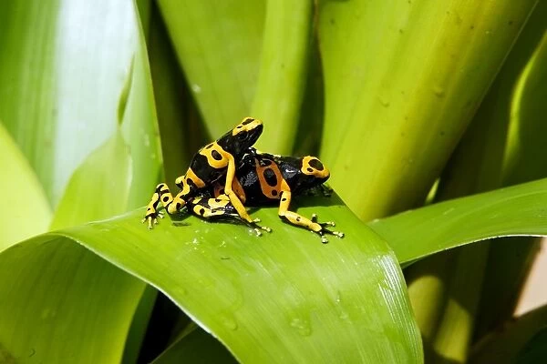 Poison Arrow Frogs - on Bromeliad. Bolivar States - Venezuela