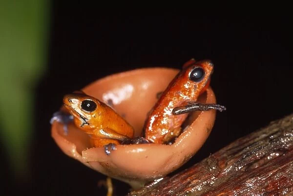 Poison Arrow  /  Red Dart Frog - x2 in fungi Costa Rica