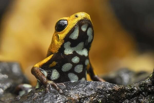 Poison Frog (undescribed species) Depart. Cundinamarca, Colombia