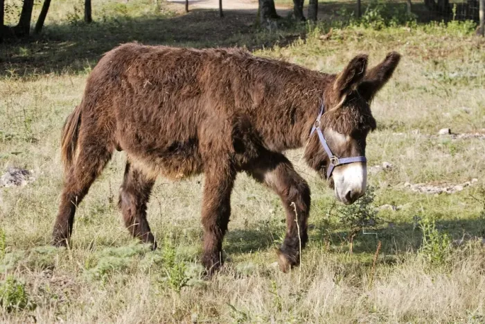 Framed Print : Poitou Donkey. Alsace - France Framed Print : Poitou Donkey. Alsace - France